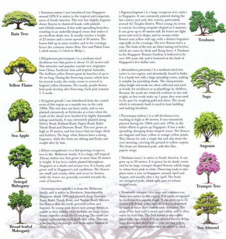 Know 10 Trees