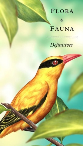 Flora and Fauna Definitives - Black-naped Oriole
