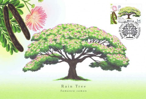 Know 10 Trees (2010): Rain Tree