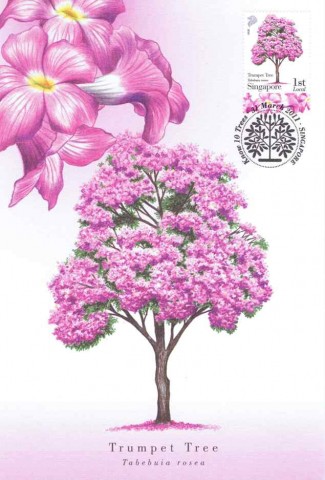 Know 10 Trees (2010): Trumpet Tree